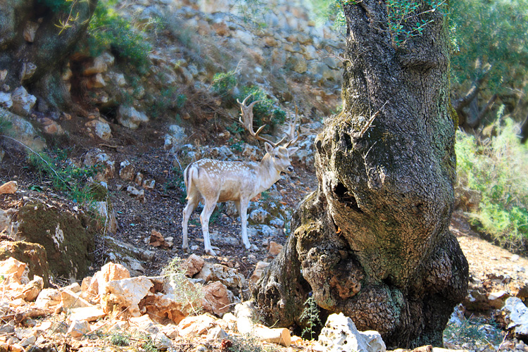 Спрятавшийся олень в парке Аскос