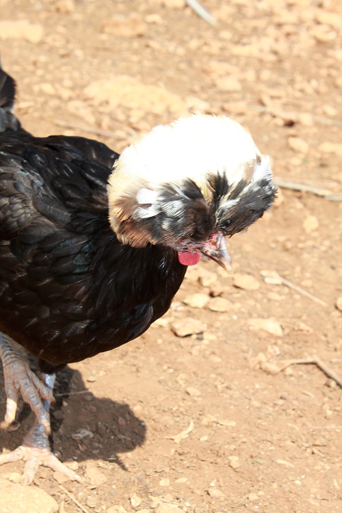 Необычная курица в парке Аскос