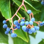 Голубые ягоды
