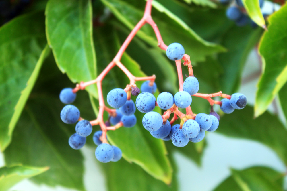 Голубые ягоды в Закинтосе