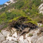 Дерево на скале