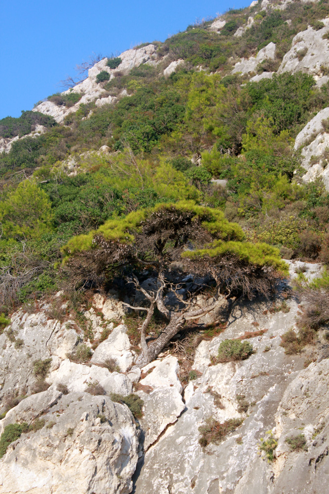 Дерево на скале